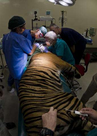 Tiger at Rome zoo undergoes root canal -- no bones for a bit