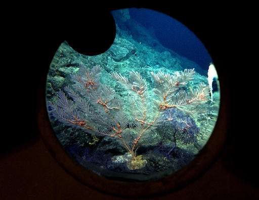 Deep-sea volcano a hotspot for mysterious life