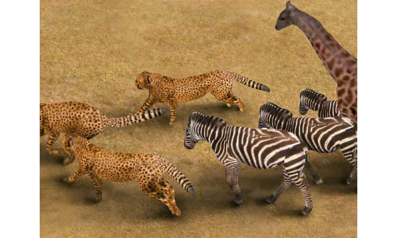 cheetah 3d animation software