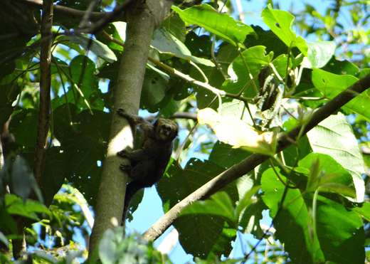 Amazing muriqui monkey discovered in new hideout