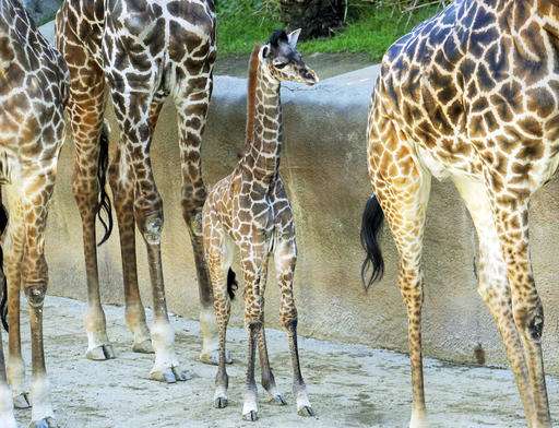 A squirt at 6 feet: Baby giraffe to debut at Los Angeles Zoo