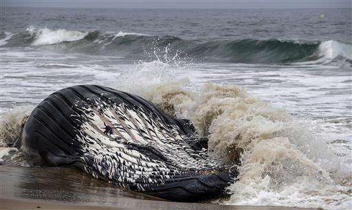 Dead whale towed off Los Angeles beach ahead of holiday