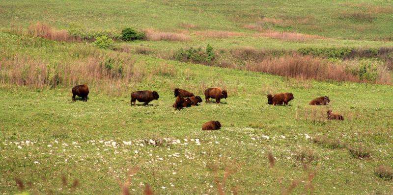 Five facts about bison, the new us national mammal