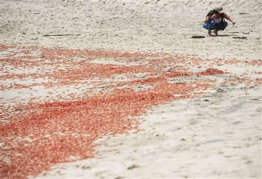 Thousands of tiny red crabs stranding on California beach