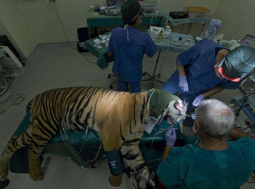 Tiger at Rome zoo undergoes root canal -- no bones for a bit