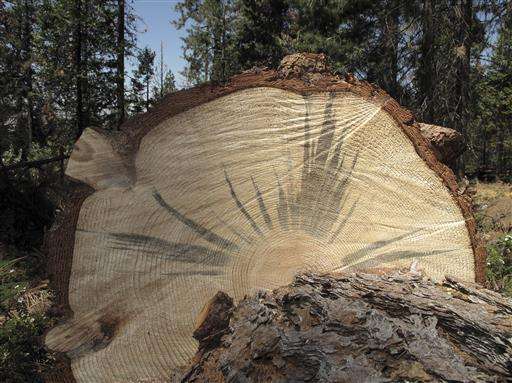 California to fire up burners to battle dead tree epidemic