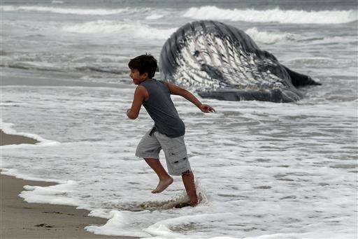 Dead whale towed off Los Angeles beach ahead of holiday