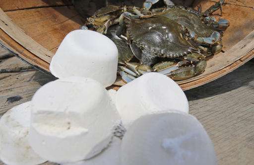 Goodbye, herring? Biotech bait gives lobstermen alternative