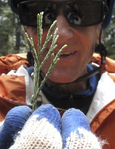 Group clones California giant trees to combat climate change