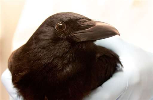 In Death A Crows Big Brain Fires Up Memory Learning 