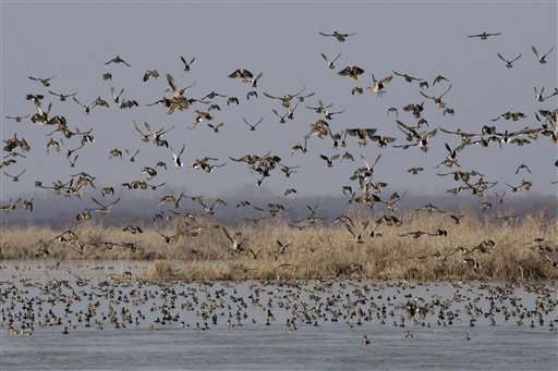 Indian Kashmir begins bird census at Himalayan wetlands