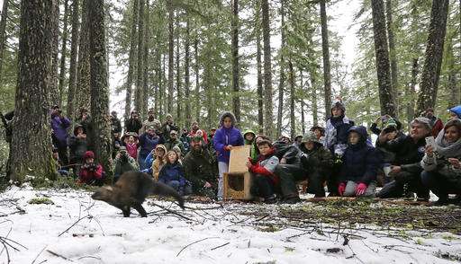 Rare weasel returns to historic range in Washington state