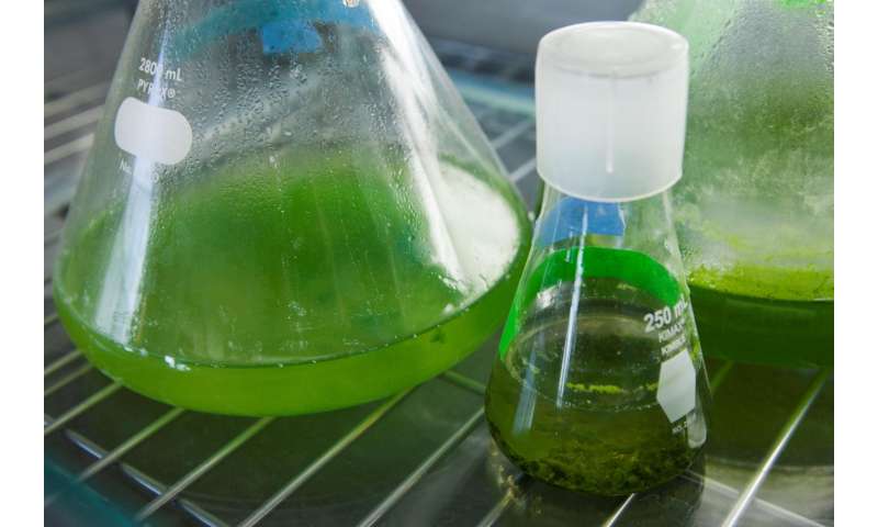 The European CYCLALG project will develop an algae-based biorefinery