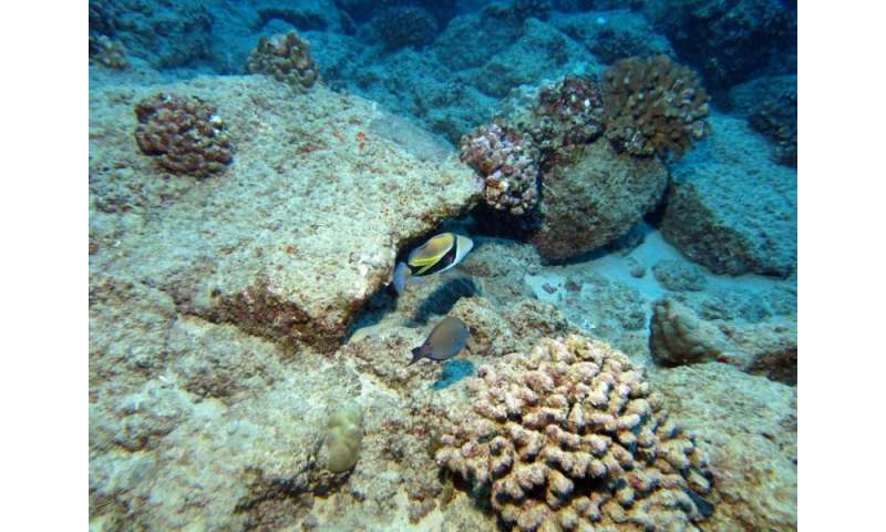 New study reveals strong connections between reef health and land management in Hawaii