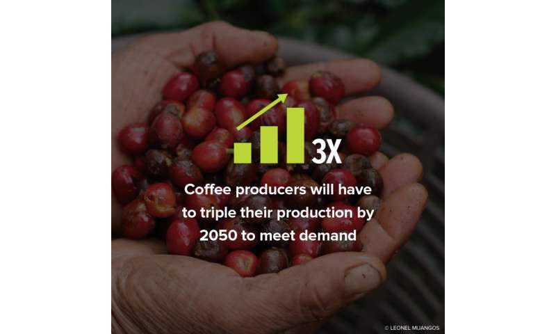Future demand and climate change could make coffee a driver of deforestation