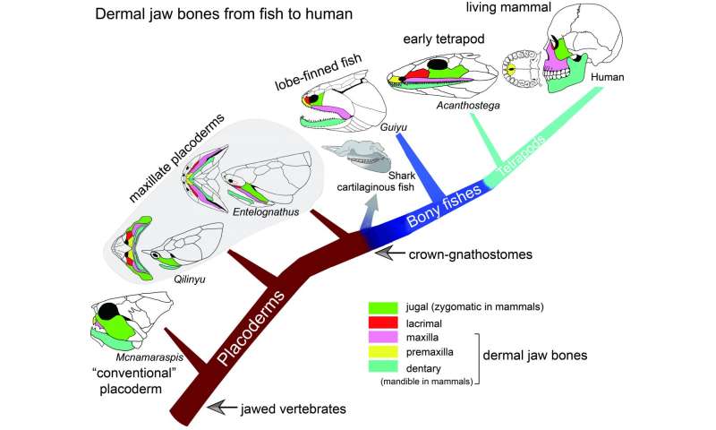 Early fossil fish from China shows where our jaws came from