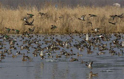Indian Kashmir begins bird census at Himalayan wetlands
