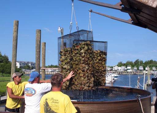 Maturing oyster recovery projects bring calls for money