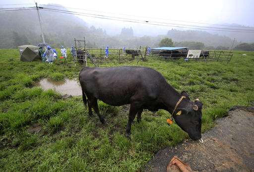 Cows in Fukushima radiation zone find new purpose: science