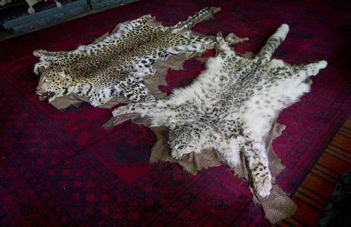 Snow leopards' return brings hope to remote Afghan region
