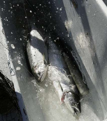 California's native salmon struggling in fifth year of drought