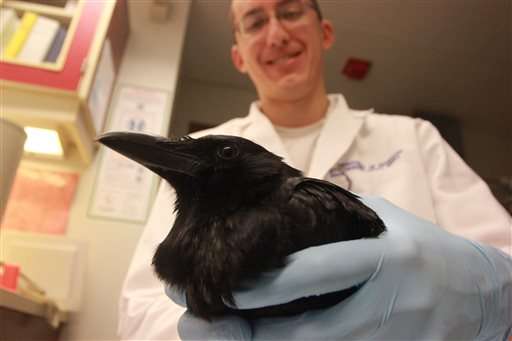 In death, a crow's big brain fires up memory, learning