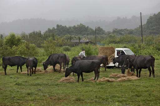 Cows in Fukushima radiation zone find new purpose: science