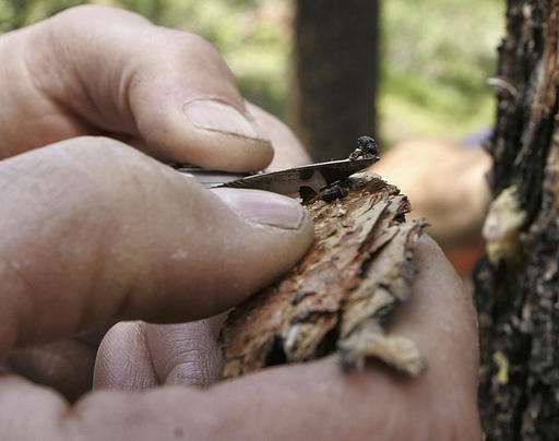Spread by trade and climate, bugs butcher America's forests