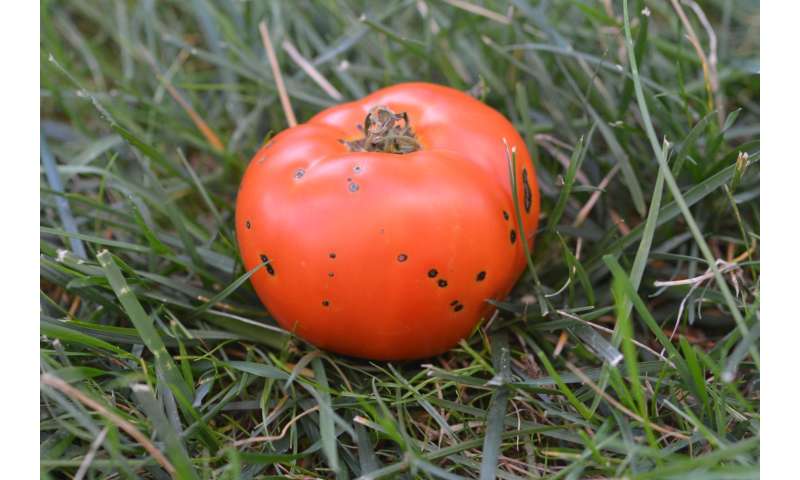 BTI and Cornell to collaborate to identify new sources of disease resistance in tomato