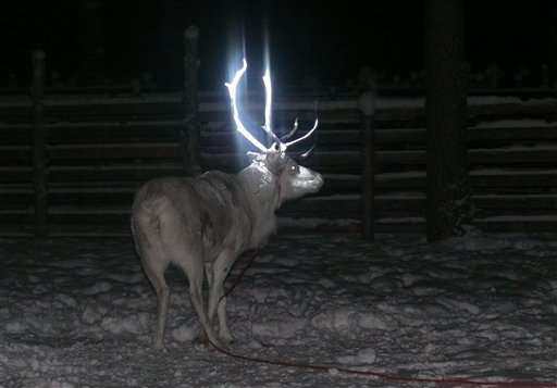 Glowing antlers failed, so Finns try 