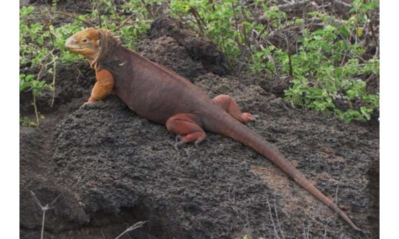 Iguanas partner with the plants of the Galápagos Islands