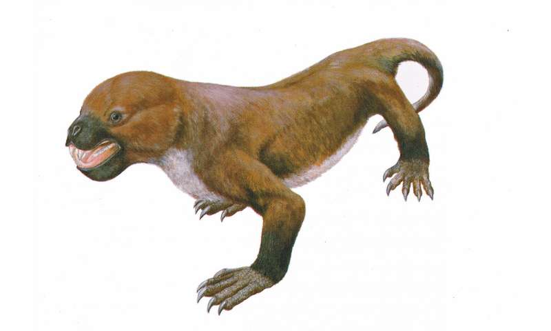 Mammal-like reptile survived much longer than thought