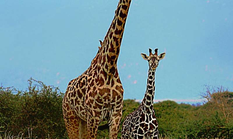 Masai giraffe and calf in Tarangire Ecosystem, northern Tanzania.