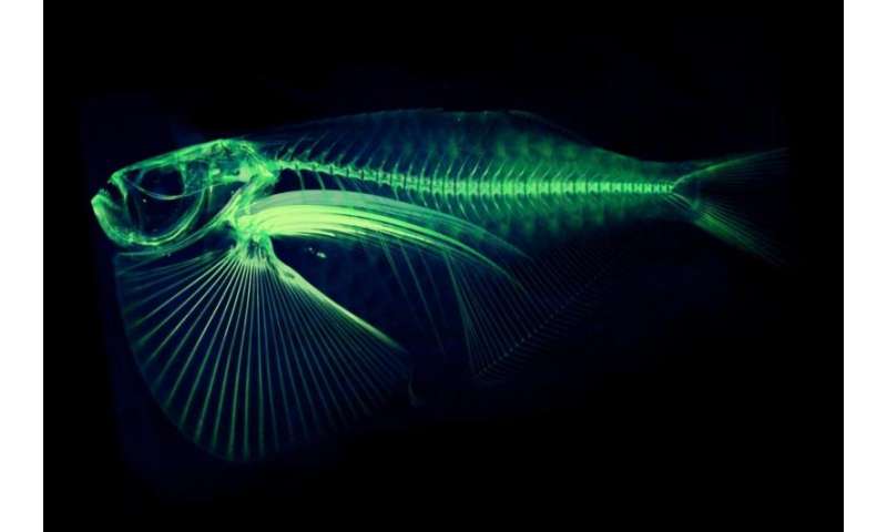 Professor Digitizing Every Fish Species In The World
