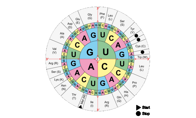 Examine Your Genetic Code Chart