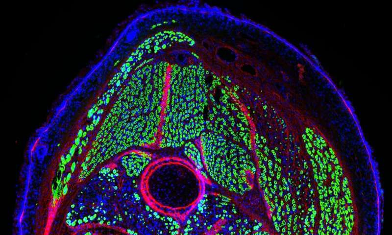 New research shows young muscle stem cells can improve adult muscle