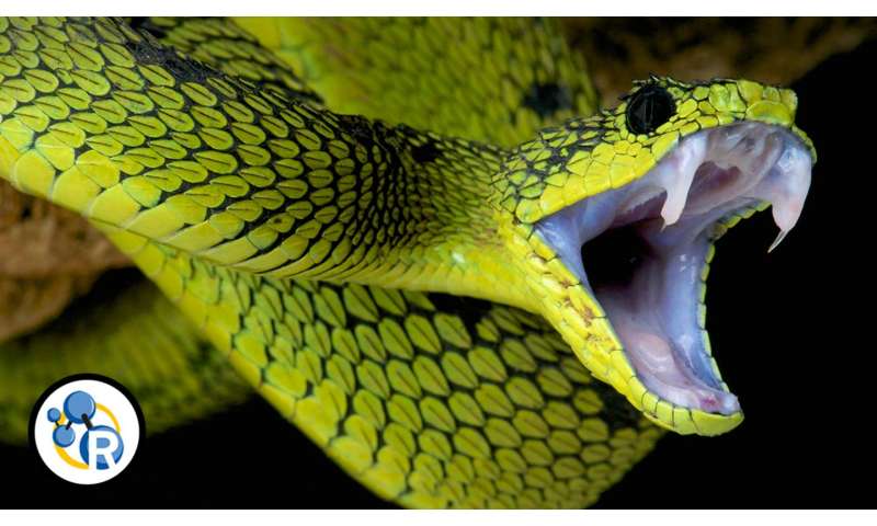 spiritual battle snakes without venom