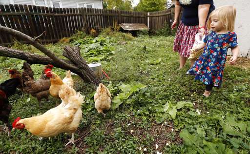Backyard chicken trend leads to more disease infections