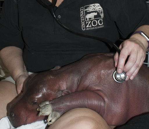 Cincinnati Zoo says premature hippo calf shows progress