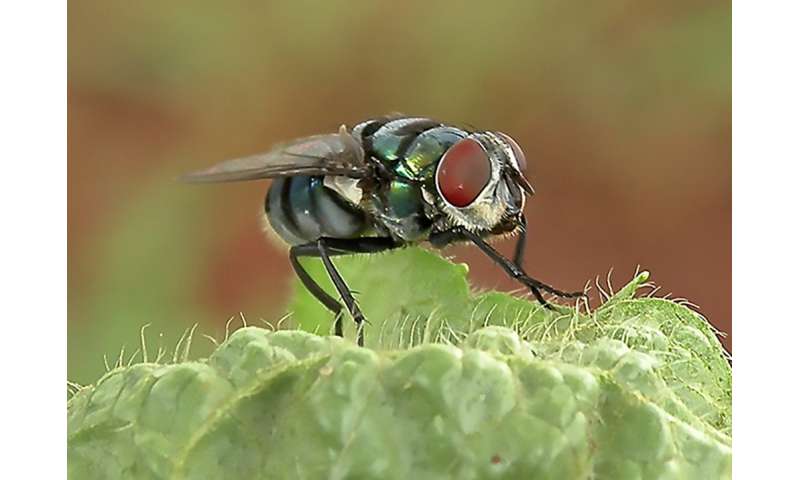 Flies' disease-carrying potential may be greater than thought, researchers say