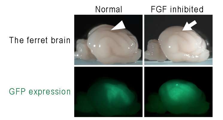 Fold formation of the cerebral cortex requires FGF signaling in the mammalian brain