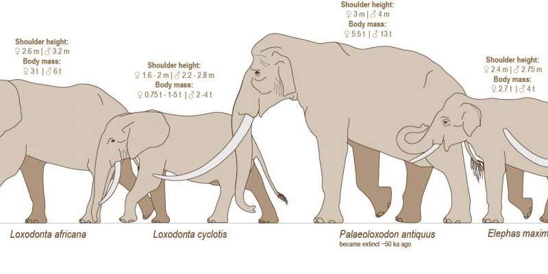 Elephant Taxonomy Chart