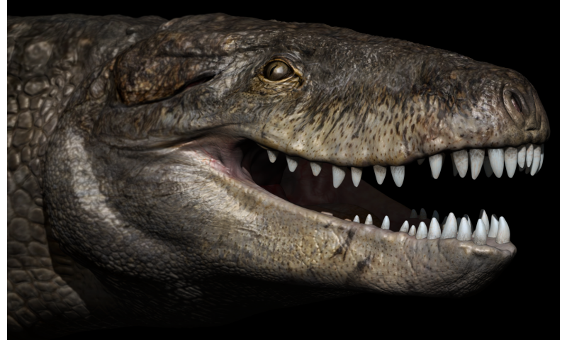 Gigantic crocodile with T. rex teeth was a top land predator of the Jurassic in Madagascar
