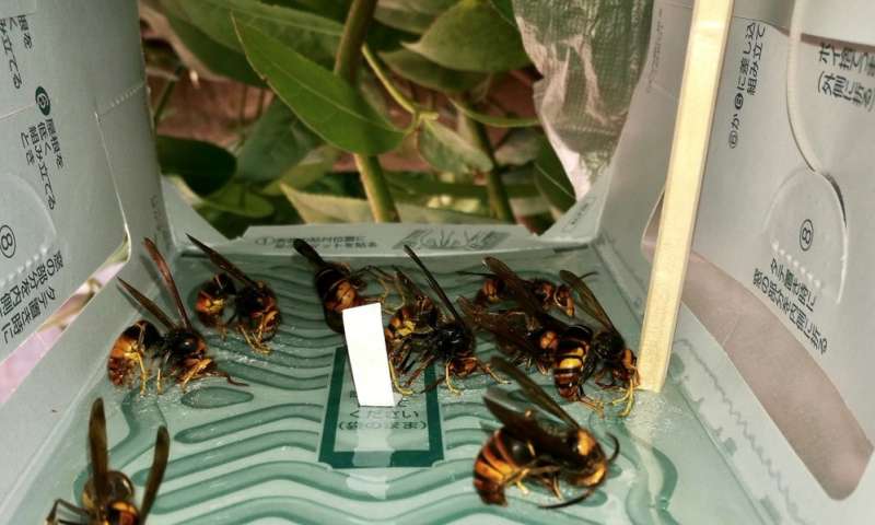 Luring Hornets Scientists Unlock Sex Pheromone Of