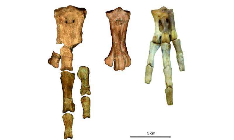 Oldest penguin fossil shows that penguins diversified earlier than previously assumed