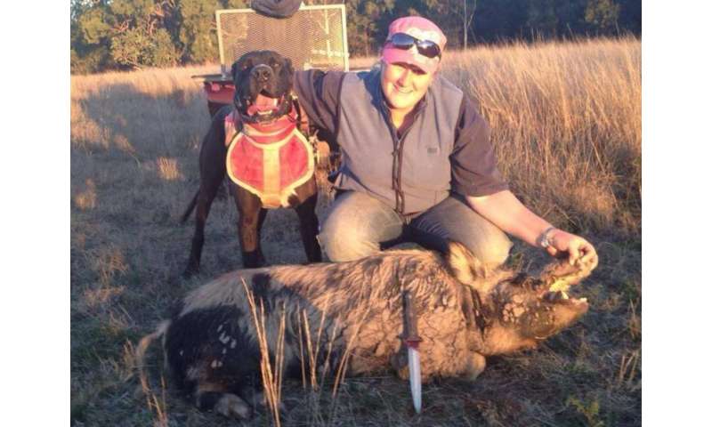 Pig-hunting dogs and humans are at risk 