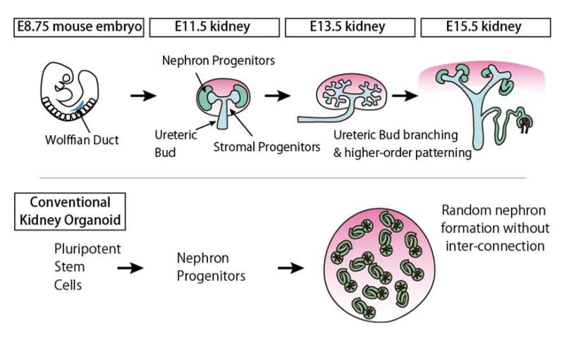 Reproducing higher-order embryonic kidney structures using pluripotent stem cells
