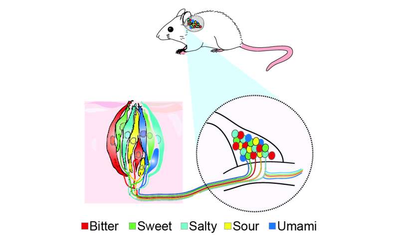 重新连接的味觉系统揭示了味道如何从舌头转移到大脑