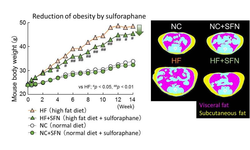 Sulforaphane, a phytochemical in broccoli sprouts, ameliorates obesity