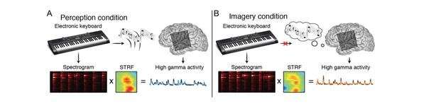 在你脑海中玩的音乐是一个真正的科学家难题